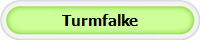 Turmfalke