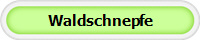 Waldschnepfe