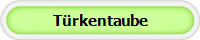 T�rkentaube
